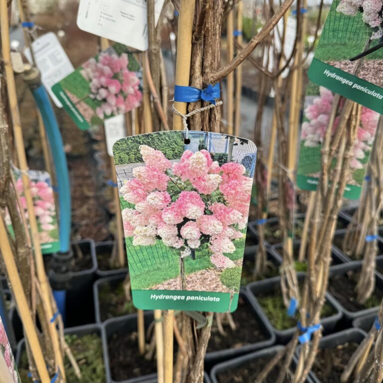 429638769_910673647733888_8777401262933633213_n