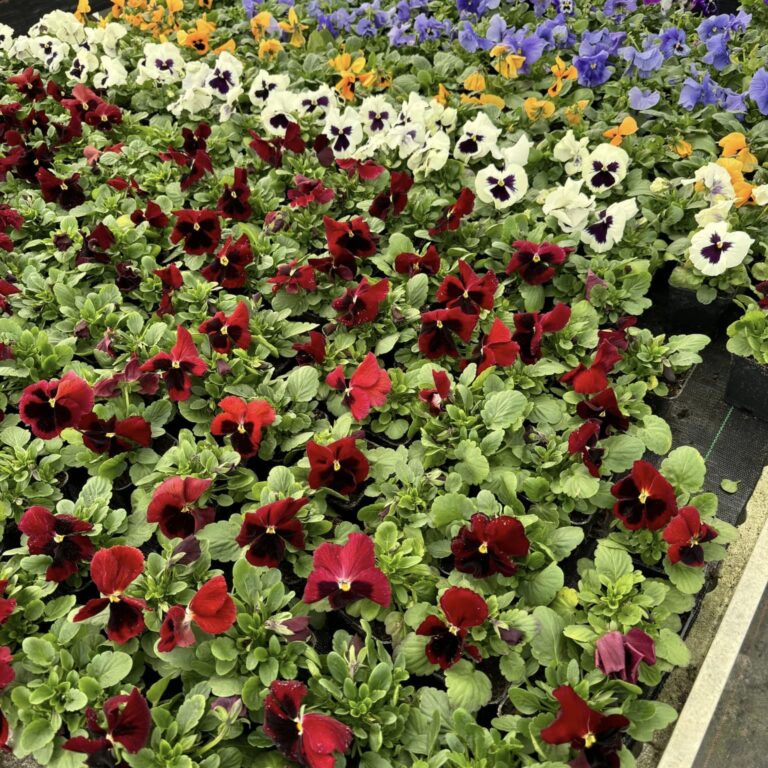 429658322_914641867337066_3254737059346129593_n