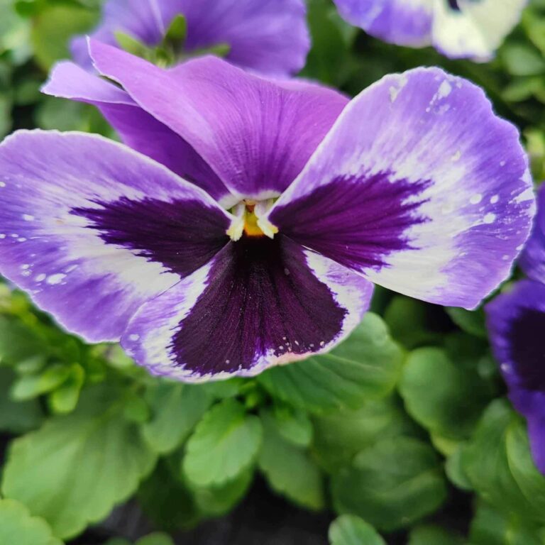 429661321_915565260578060_5961148054994505560_n