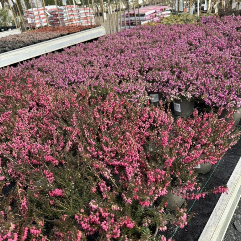 429761734_918207216980531_1727927970663004045_n