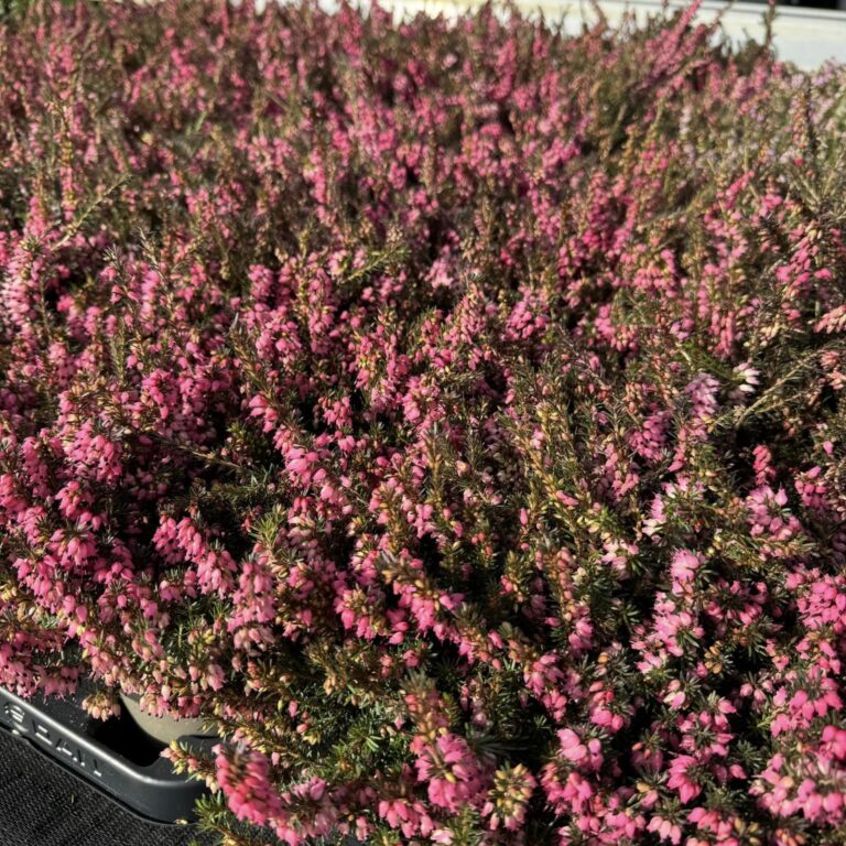 429795073_911827790951807_1227527879410823531_n