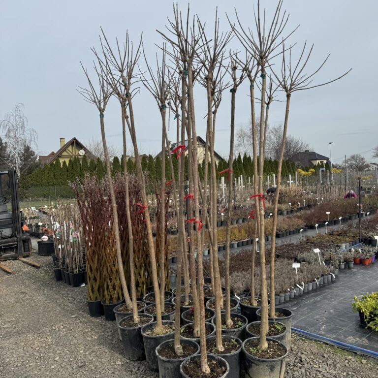 431211910_915319303935989_8211733712514918776_n