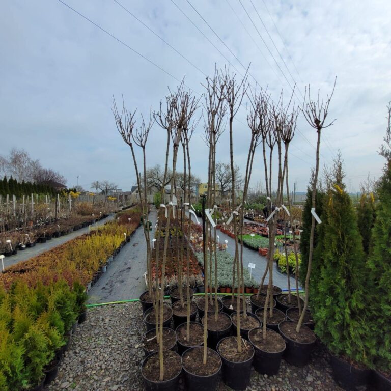 431904369_923198839814702_5235548663507638847_n