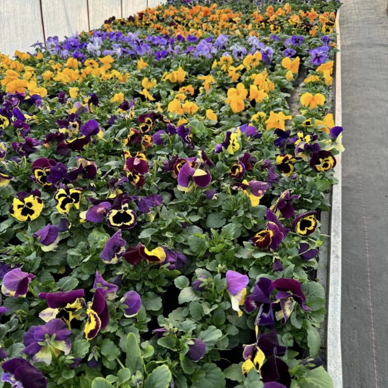 431914577_920789530055633_8023411515333015665_n