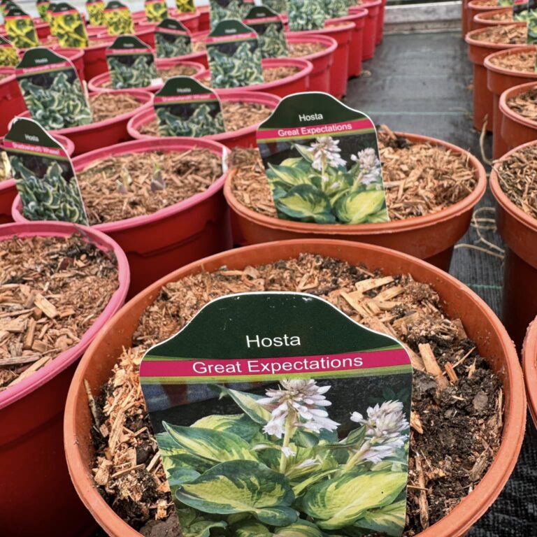 431946245_921099576691295_506528325028458840_n