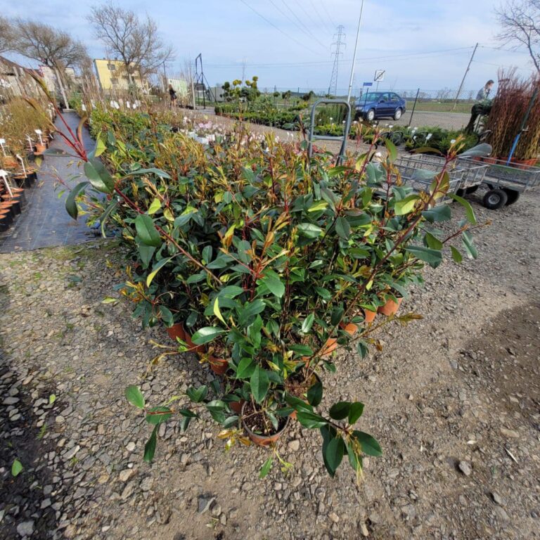 431964377_925356492932270_8429608919454856127_n