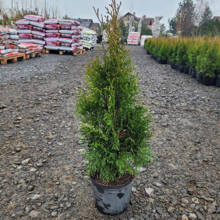 431988078_922493953218524_3996174034135278818_n