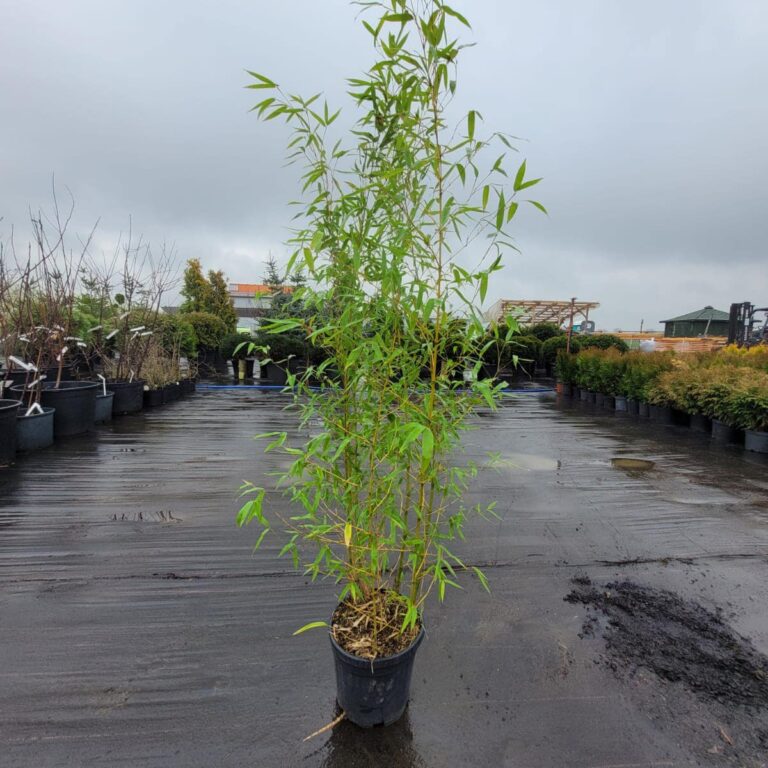 432005057_922624326538820_1681629816927937645_n