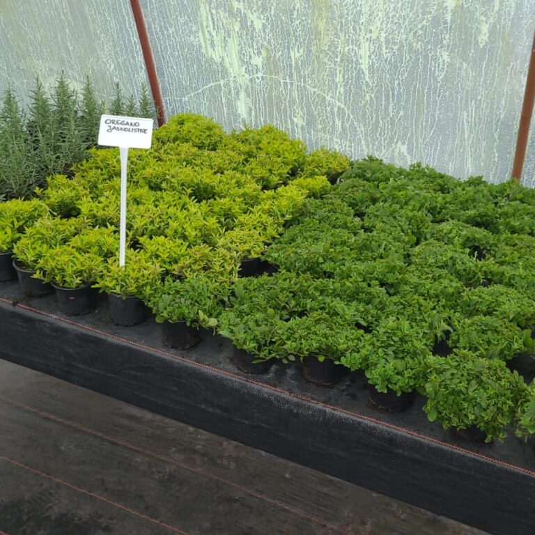 432045182_922727889861797_8690082476698382701_n