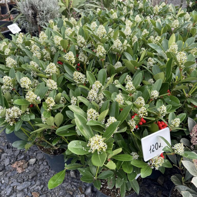 432637608_925382776262975_6547898415764847482_n