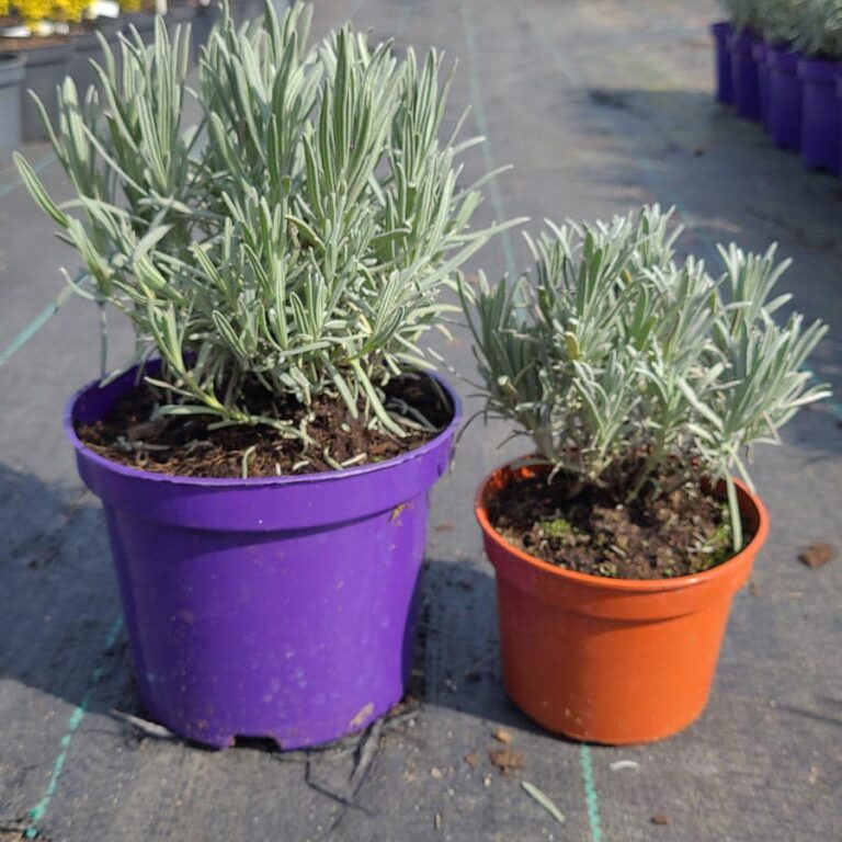 432678012_928332092634710_258365696930313567_n