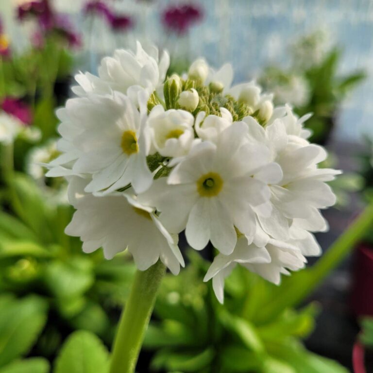 432748927_928360862631833_2711715408244316526_n