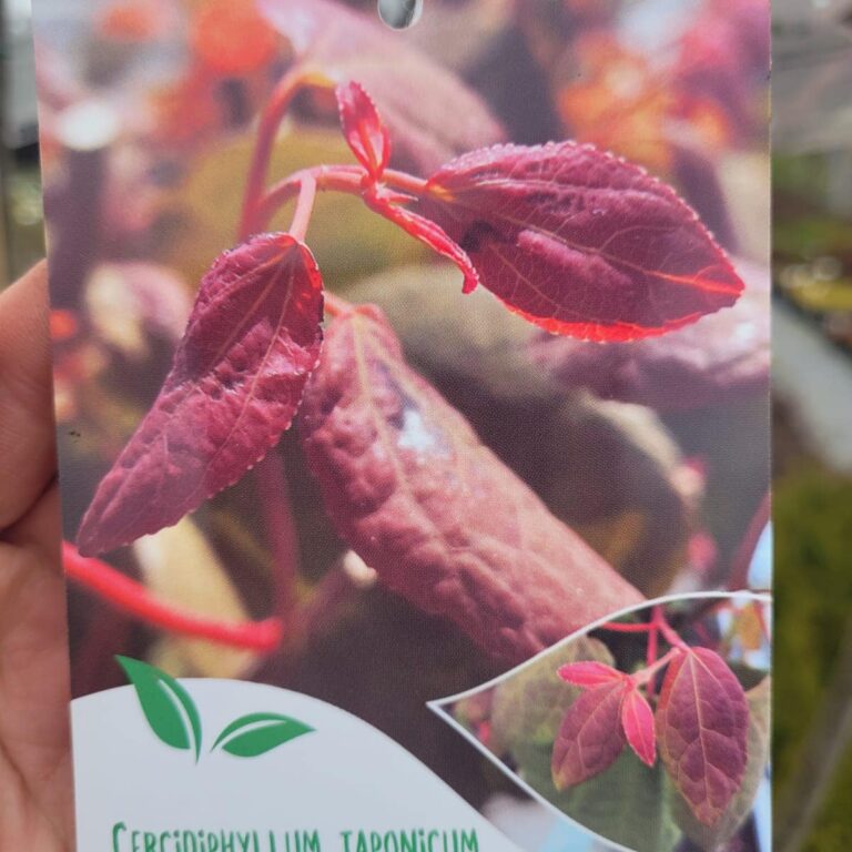 432699859_929947455806507_6329380851328527184_n