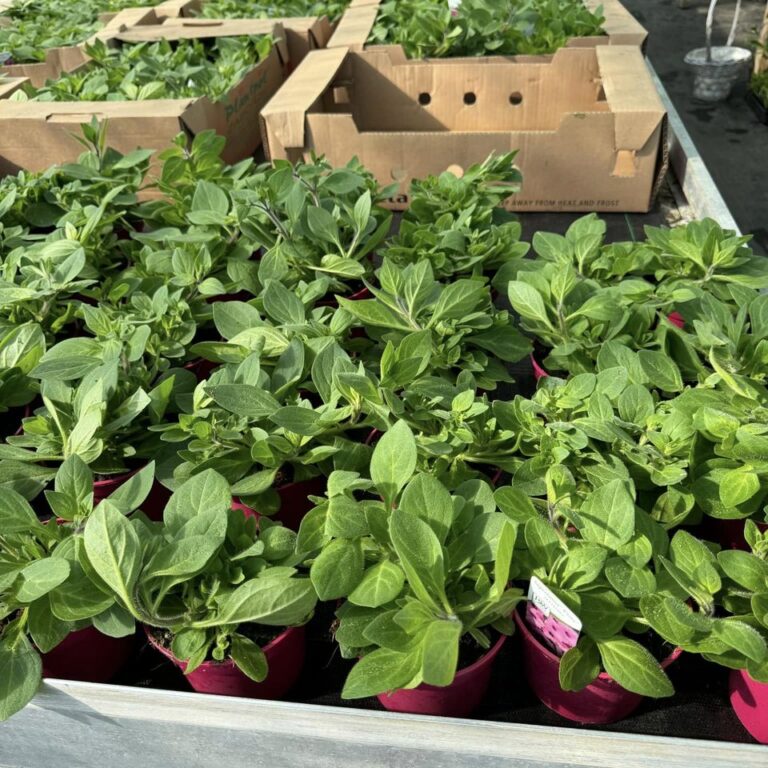 434161357_932906038843982_8617545984874814722_n