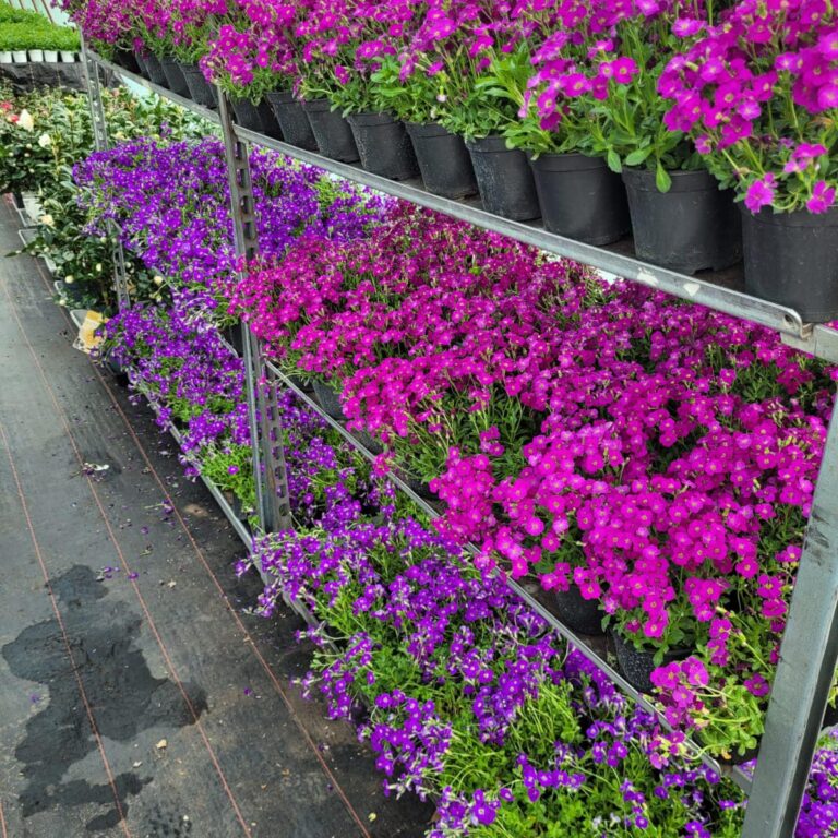 435581132_939040078230578_8499166281727871555_n