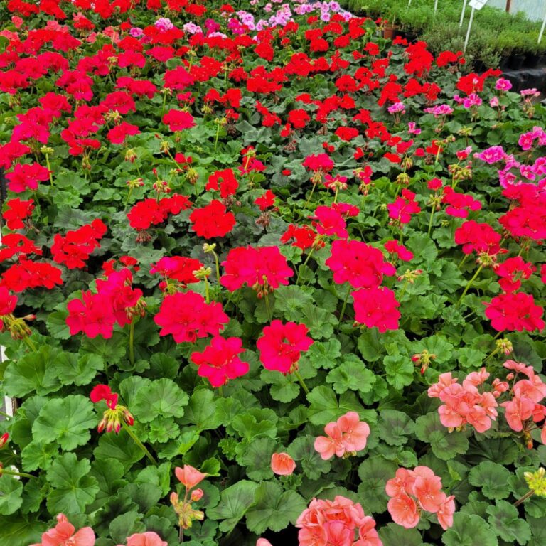 435673560_939225448212041_8461461967893909138_n