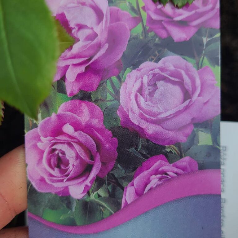 435690780_939906821477237_3841145426235772341_n