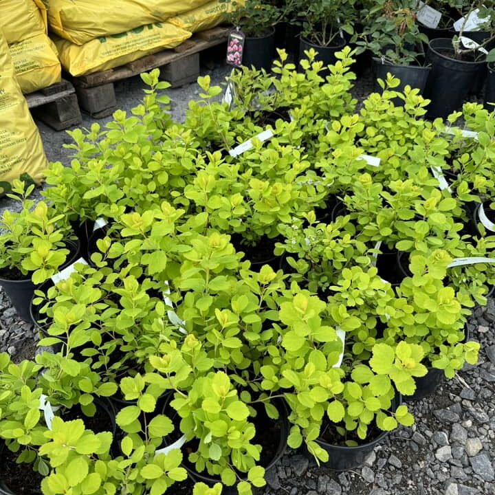 438160533_961196426014943_744659915073886299_n