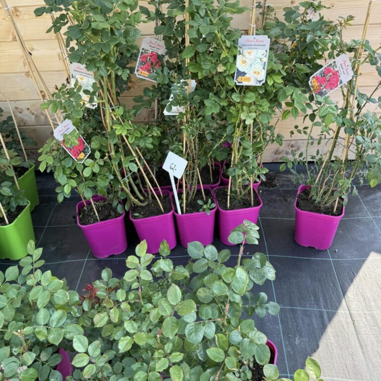 439999420_961927379275181_293326892849708375_n