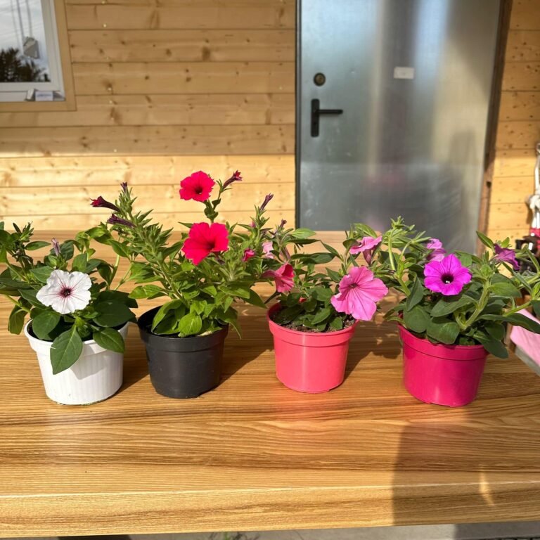 440080724_965006382300614_2170740431047500813_n