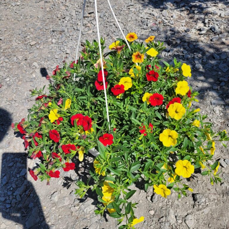 440138729_959655252835727_378115158868773964_n