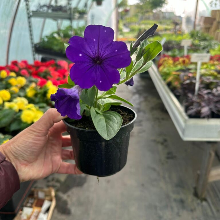 440341169_964997532301499_4232069924864335403_n