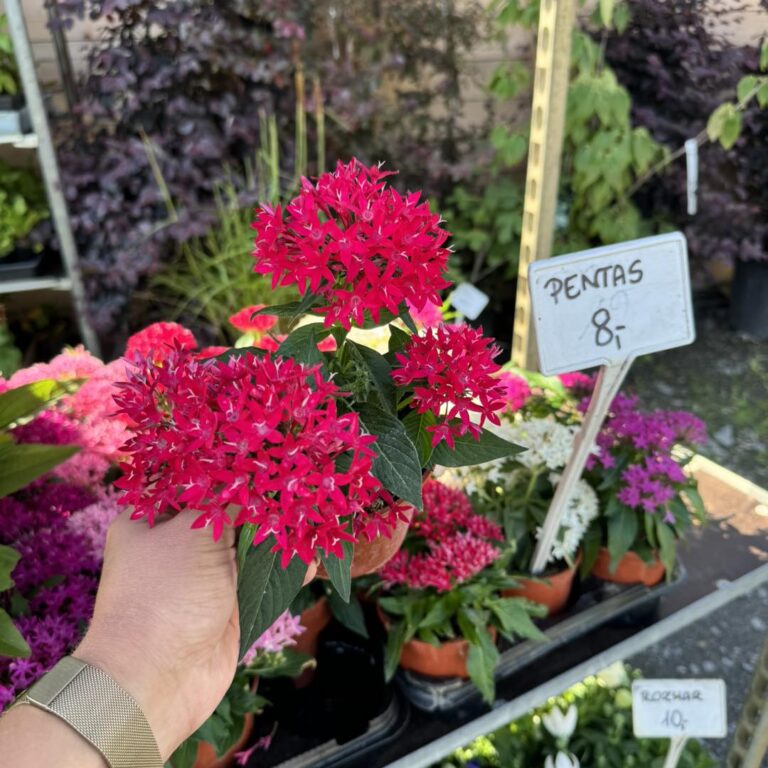 452615547_1023318009802784_458800456253090169_n