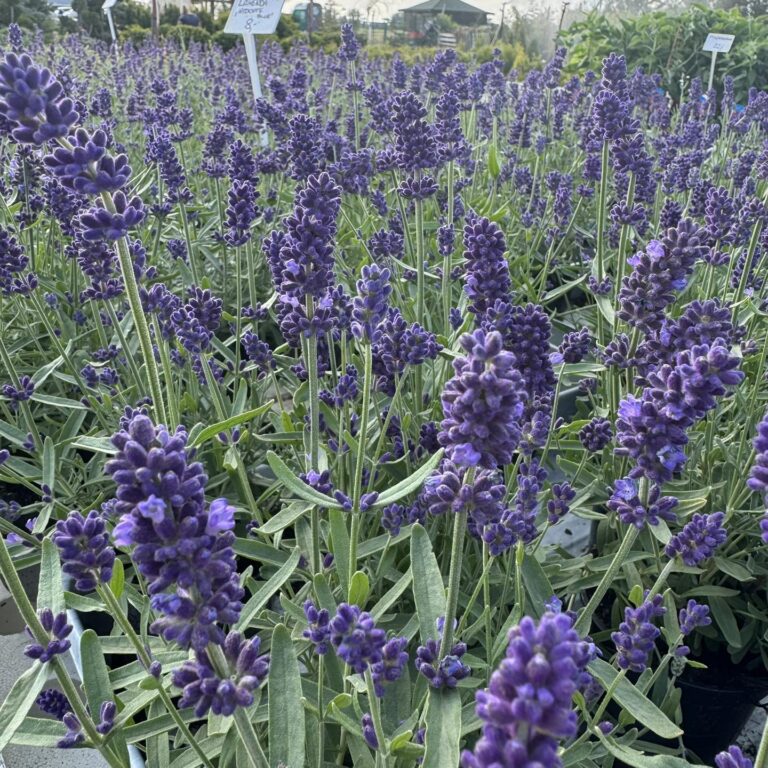 452672915_1023642406437011_5007297061883531518_n