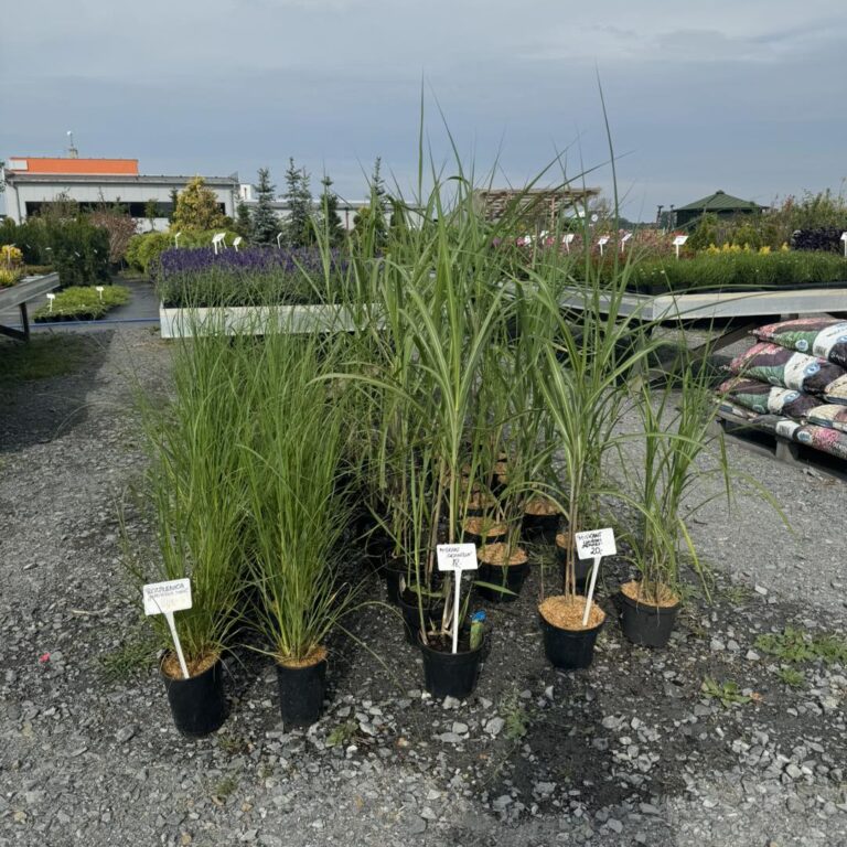 453186756_1024915702976348_9182052358448569315_n