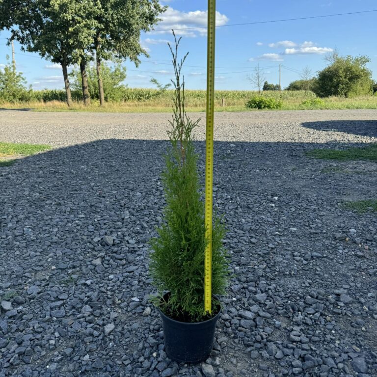 453193808_1026653876135864_9190254713169007884_n